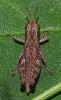 Pezotettix giornae